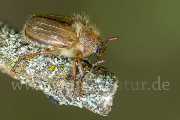 Gerippter Brachkäfer (Amphimallon solstitiale)