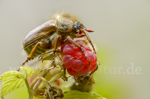 Gerippter Brachkäfer (Amphimallon solstitiale)