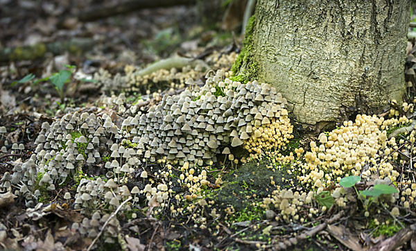 Gesäter Tintling (Coprinellus disseminatus)