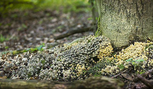 Gesäter Tintling (Coprinellus disseminatus)