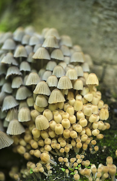 Gesäter Tintling (Coprinellus disseminatus)