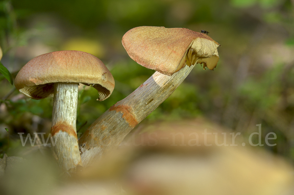 Geschmückter Gürtelfuß (Cortinarius armillatus)