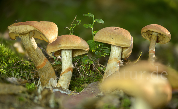 Geschmückter Gürtelfuß (Cortinarius armillatus)