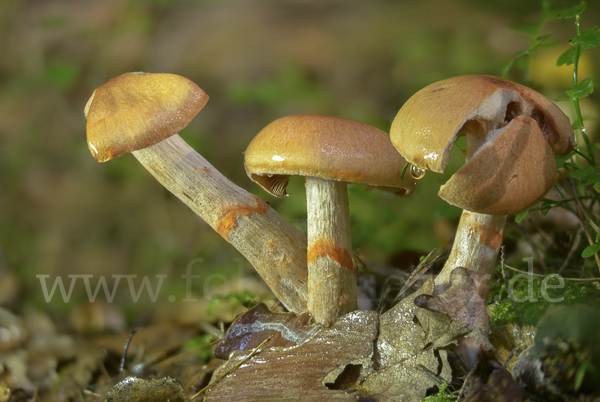 Geschmückter Gürtelfuß (Cortinarius armillatus)