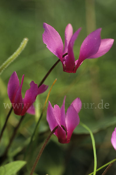 Geschweiftblättriges Alpenveilchen (Cyclamen repandum)