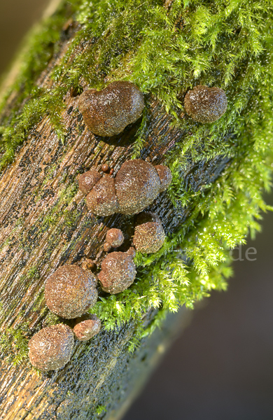 Gestielter Holzkohlenpilz (Daldinia fissa)