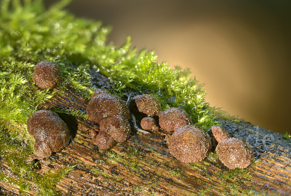 Gestielter Holzkohlenpilz (Daldinia fissa)