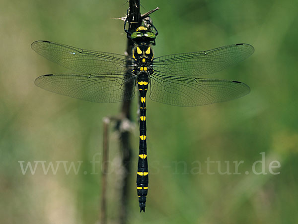 Gestreifte Quelljungfer (Cordulegaster bidentata)