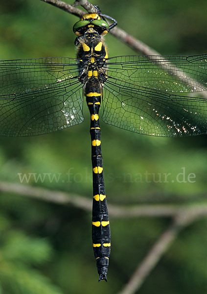 Gestreifte Quelljungfer (Cordulegaster bidentata)