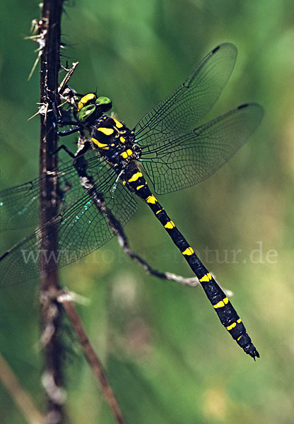 Gestreifte Quelljungfer (Cordulegaster bidentata)