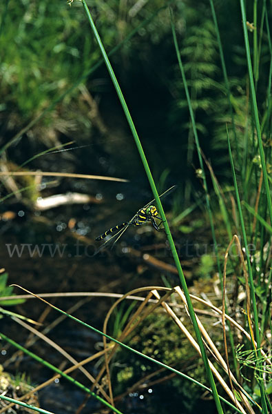 Gestreifte Quelljungfer (Cordulegaster bidentata)