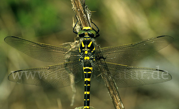 Gestreifte Quelljungfer (Cordulegaster bidentata)