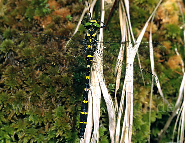 Gestreifte Quelljungfer (Cordulegaster bidentata)