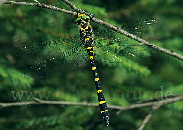 Gestreifte Quelljungfer (Cordulegaster bidentata)