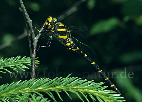 Gestreifte Quelljungfer (Cordulegaster bidentata)