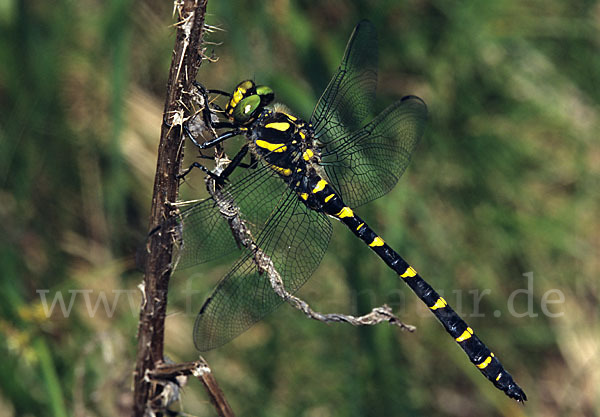 Gestreifte Quelljungfer (Cordulegaster bidentata)