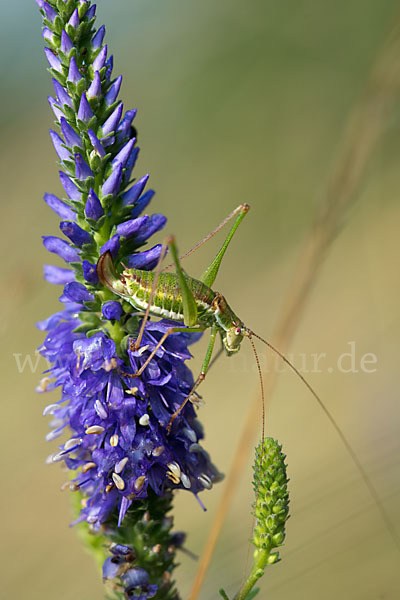 Gestreifte Zartschrecke (Leptophyes albovittata)