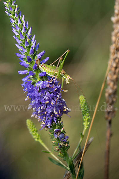 Gestreifte Zartschrecke (Leptophyes albovittata)