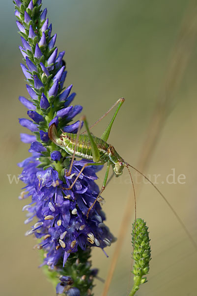 Gestreifte Zartschrecke (Leptophyes albovittata)