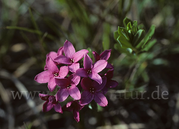 Gestreifter Seidelbast (Daphne striata)