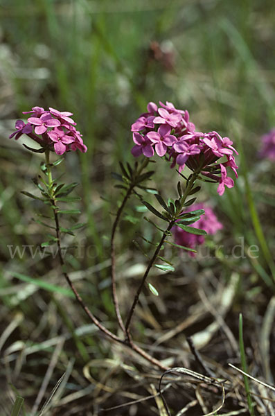 Gestreifter Seidelbast (Daphne striata)