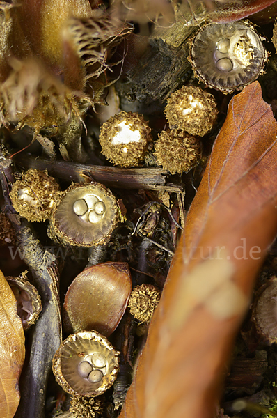 Gestreifter Teuerling (Cyathus striatus)