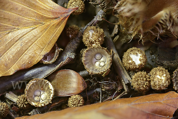 Gestreifter Teuerling (Cyathus striatus)