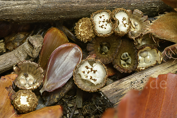 Gestreifter Teuerling (Cyathus striatus)