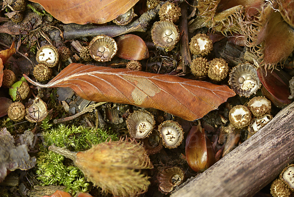 Gestreifter Teuerling (Cyathus striatus)