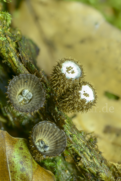 Gestreifter Teuerling (Cyathus striatus)