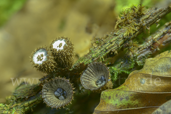 Gestreifter Teuerling (Cyathus striatus)