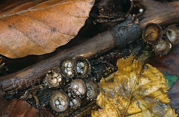 Gestreifter Teuerling (Cyathus striatus)