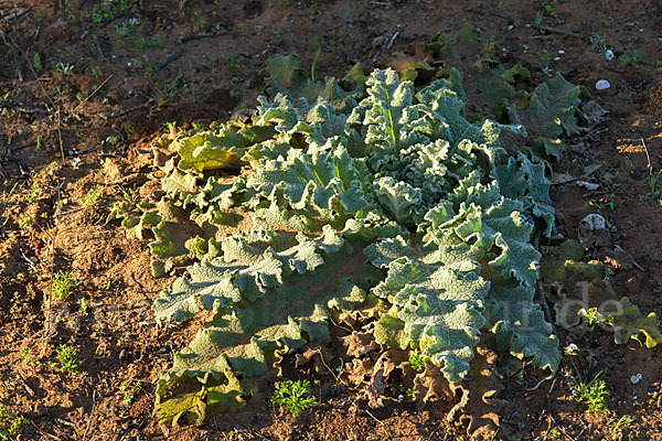 Gewelltblättrige Königskerze (Verbascum undulatum)