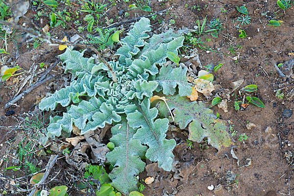 Gewelltblättrige Königskerze (Verbascum undulatum)