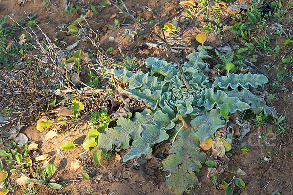 Gewelltblättrige Königskerze (Verbascum undulatum)