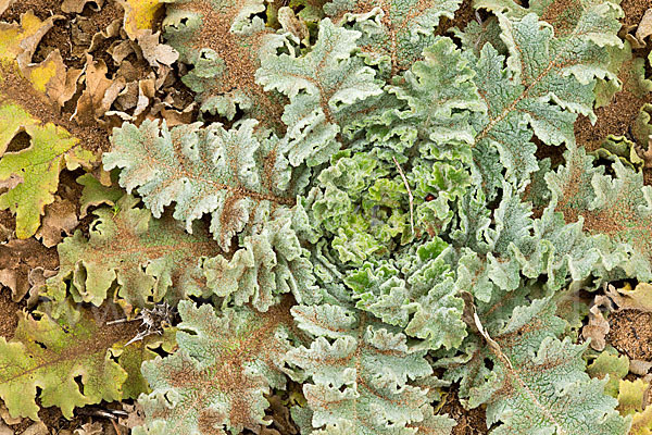 Gewelltblättrige Königskerze (Verbascum undulatum)