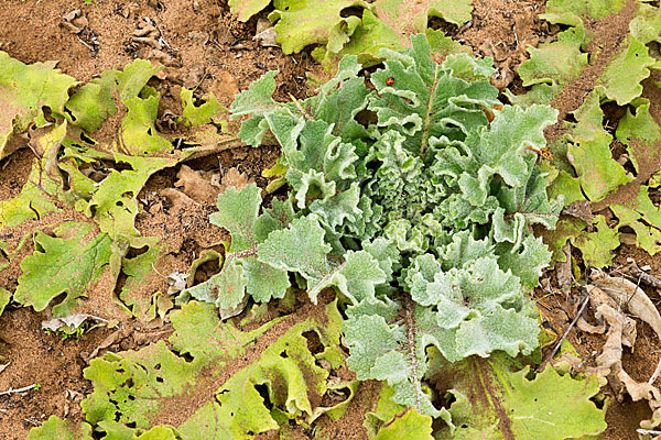 Gewelltblättrige Königskerze (Verbascum undulatum)