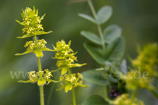 Gewimpertes Kreuzlabkraut (Cruciata laevipes)