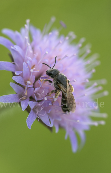 Gewöhnliche Furchenbiene (Halictus simplex)