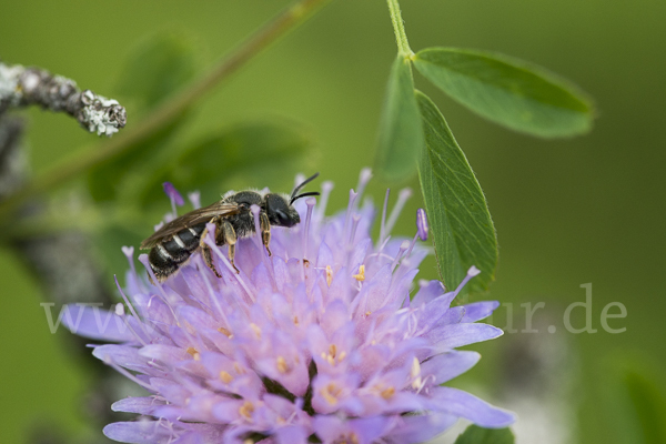 Gewöhnliche Furchenbiene (Halictus simplex)