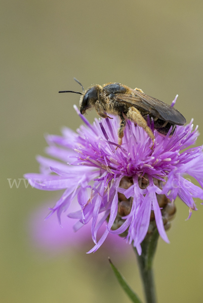 Gewöhnliche Furchenbiene (Halictus simplex)