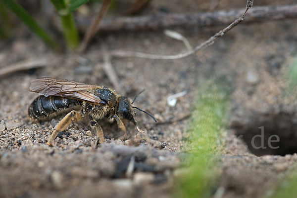 Gewöhnliche Furchenbiene (Halictus simplex)