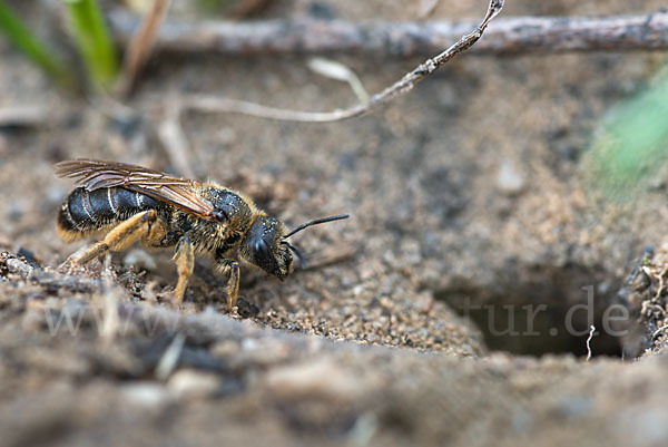 Gewöhnliche Furchenbiene (Halictus simplex)