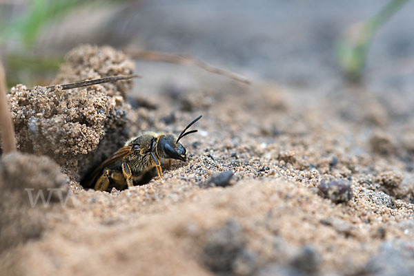 Gewöhnliche Furchenbiene (Halictus simplex)