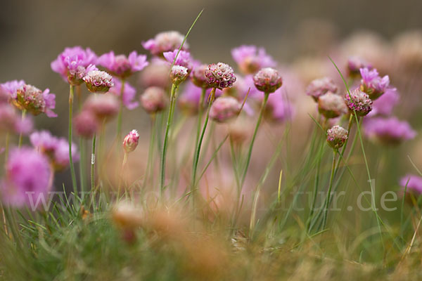 Gewöhnliche Grasnelke (Armeria maritima)