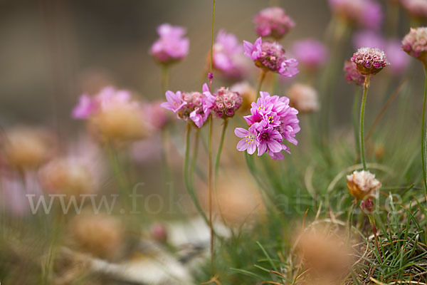 Gewöhnliche Grasnelke (Armeria maritima)