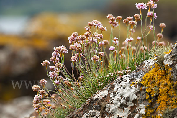 Gewöhnliche Grasnelke (Armeria maritima)