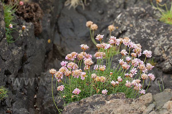 Gewöhnliche Grasnelke (Armeria maritima)