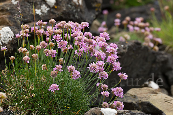 Gewöhnliche Grasnelke (Armeria maritima)