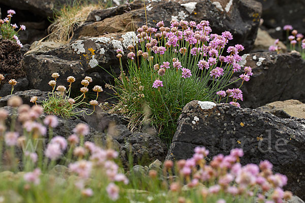 Gewöhnliche Grasnelke (Armeria maritima)